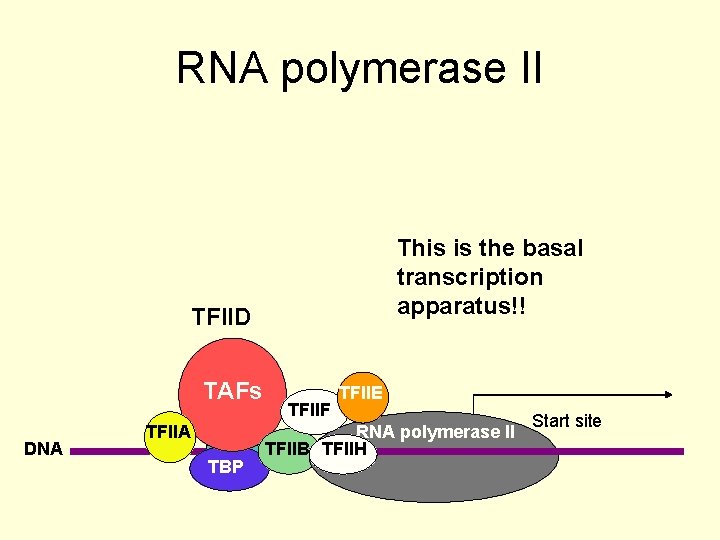 RNA polymerase II This is the basal transcription apparatus!! TFIID TAFs DNA TFIIA TATA