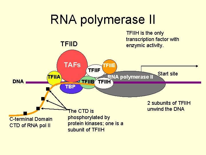 RNA polymerase II TFIIH is the only transcription factor with enzymic activity. TFIID TAFs