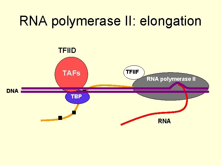 RNA polymerase II: elongation TFIID TAFs TATA DNA TFIIF RNA polymerase II TBP RNA