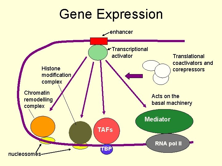 Gene Expression enhancer Transcriptional activator Translational coactivators and corepressors Histone modification complex Chromatin remodelling