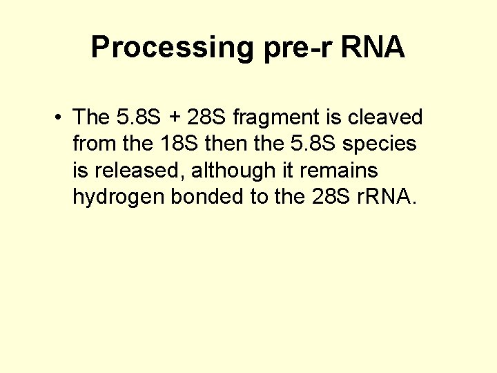 Processing pre-r RNA • The 5. 8 S + 28 S fragment is cleaved