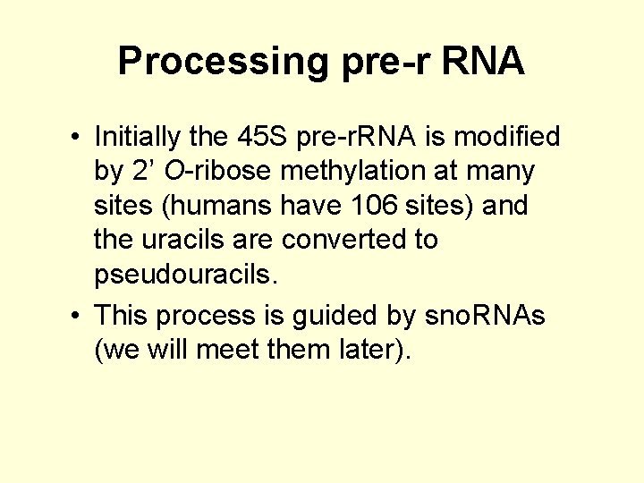 Processing pre-r RNA • Initially the 45 S pre-r. RNA is modified by 2’