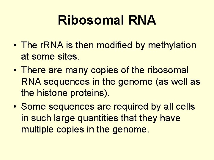 Ribosomal RNA • The r. RNA is then modified by methylation at some sites.