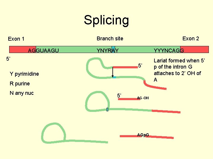 Splicing Branch site Exon 1 AGGUAAGU Exon 2 YNYRAY YYYNCAGG 5’ 5’ Y pyrimidine