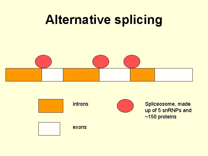 Alternative splicing introns exons Spliceosome, made up of 5 sn. RNPs and ~150 proteins