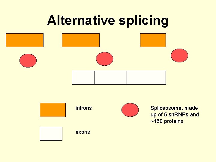 Alternative splicing introns exons Spliceosome, made up of 5 sn. RNPs and ~150 proteins