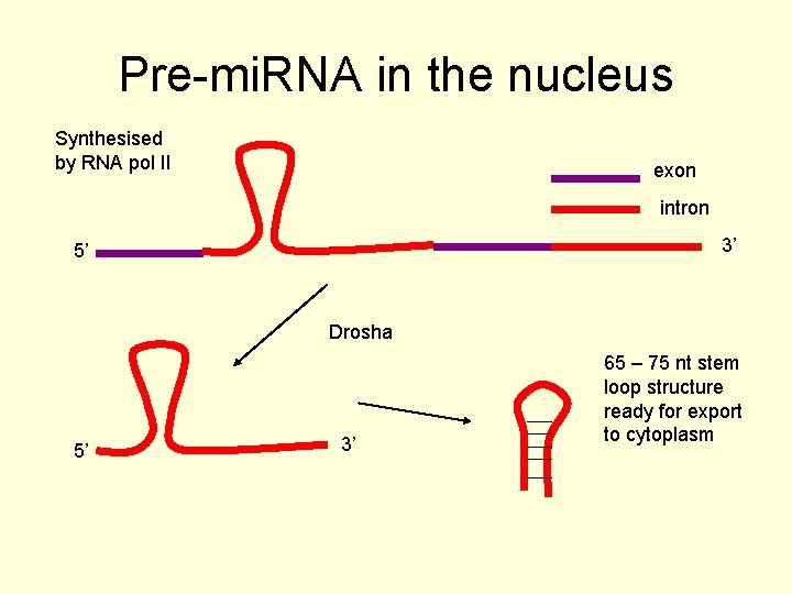 Pre-mi. RNA in the nucleus Synthesised by RNA pol II exon intron 3’ 5’