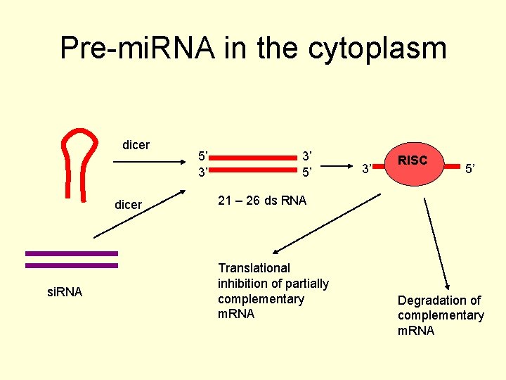 Pre-mi. RNA in the cytoplasm dicer si. RNA 5’ 3’ 3’ 5’ 3’ RISC