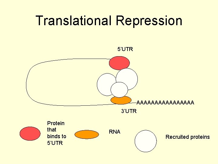 Translational Repression 5’UTR AAAAAAAA 3’UTR Protein that binds to 5’UTR RNA Recruited proteins 