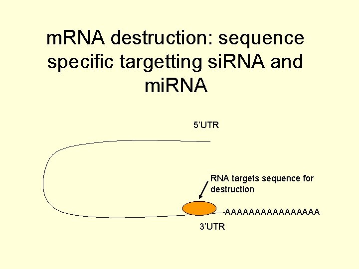 m. RNA destruction: sequence specific targetting si. RNA and mi. RNA 5’UTR RNA targets