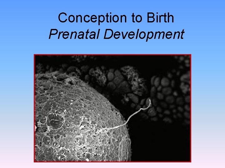 Conception to Birth Prenatal Development 