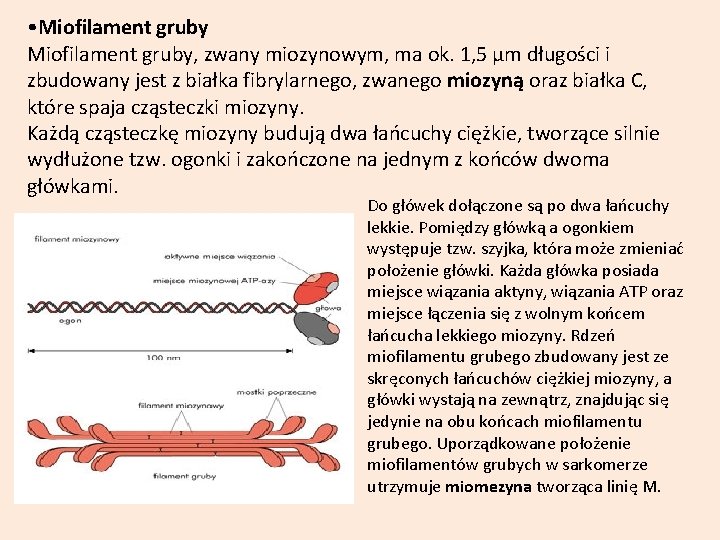  • Miofilament gruby, zwany miozynowym, ma ok. 1, 5 µm długości i zbudowany