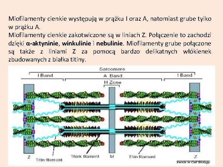 Miofilamenty cienkie występują w prążku I oraz A, natomiast grube tylko w prążku A.