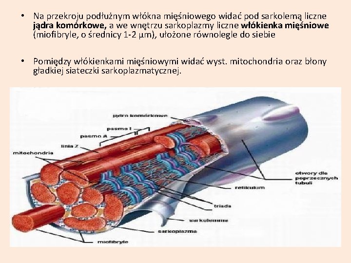  • Na przekroju podłużnym włókna mięśniowego widać pod sarkolemą liczne jądra komórkowe, a