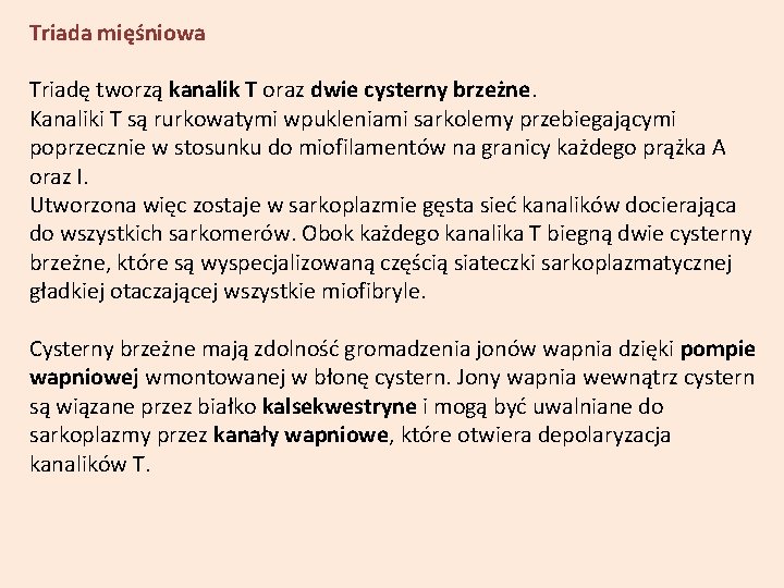 Triada mięśniowa Triadę tworzą kanalik T oraz dwie cysterny brzeżne. Kanaliki T są rurkowatymi