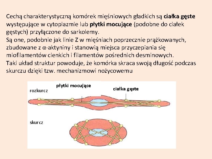 Cechą charakterystyczną komórek mięśniowych gładkich są ciałka gęste występujące w cytoplazmie lub płytki mocujące