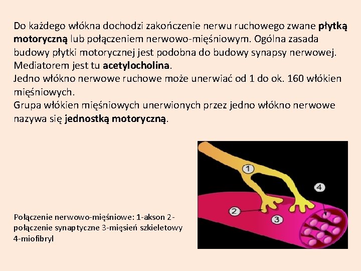 Do każdego włókna dochodzi zakończenie nerwu ruchowego zwane płytką motoryczną lub połączeniem nerwowo-mięśniowym. Ogólna