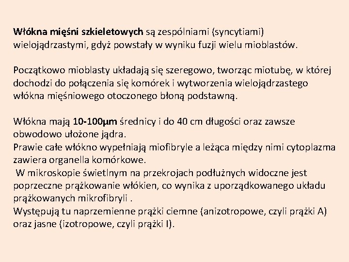 Włókna mięśni szkieletowych są zespólniami (syncytiami) wielojądrzastymi, gdyż powstały w wyniku fuzji wielu mioblastów.