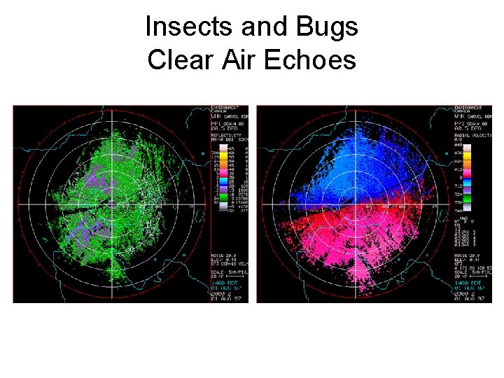 Insects and Bugs Clear Air Echoes 