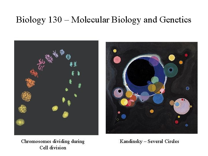 Biology 130 – Molecular Biology and Genetics Chromosomes dividing during Cell division Kandinsky –