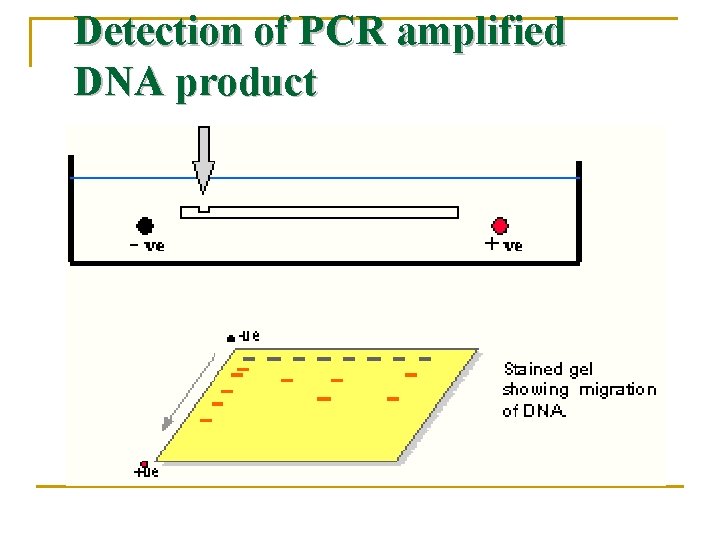 Detection of PCR amplified DNA product 