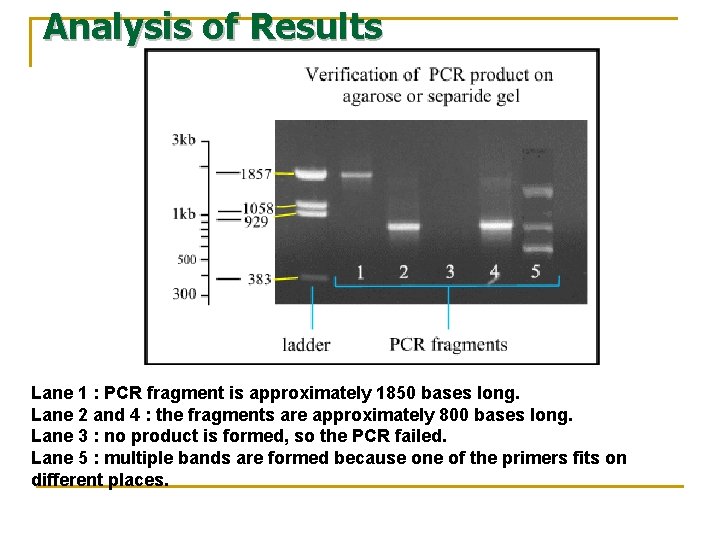 Analysis of Results Lane 1 : PCR fragment is approximately 1850 bases long. Lane