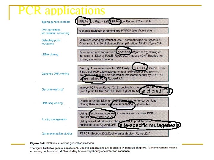 PCR applications anchored PCR site-specific mutagenesis 