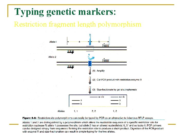 Typing genetic markers: Restriction fragment length polymorphism 