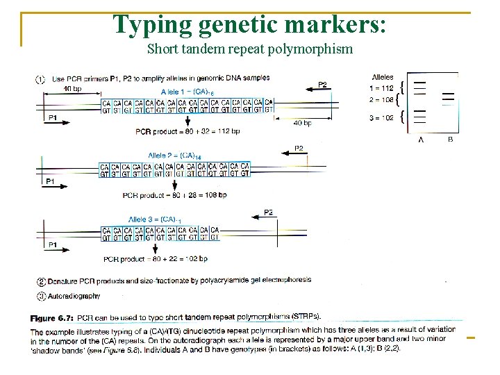 Typing genetic markers: Short tandem repeat polymorphism 