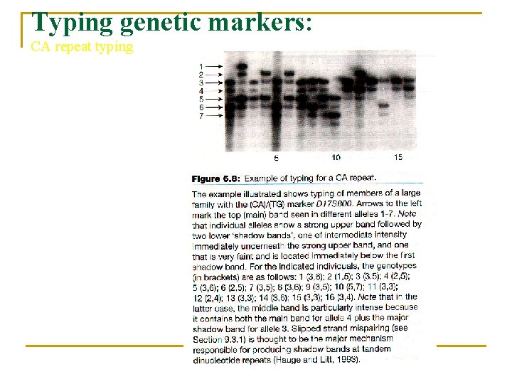 Typing genetic markers: CA repeat typing 