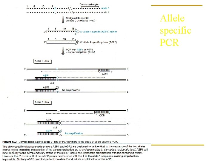 Allele specific PCR 