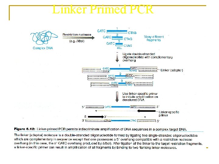 Linker Primed PCR 