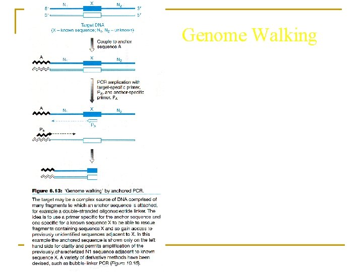 Genome Walking 