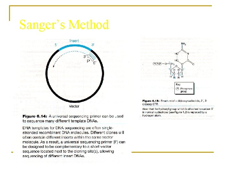 Sanger’s Method 