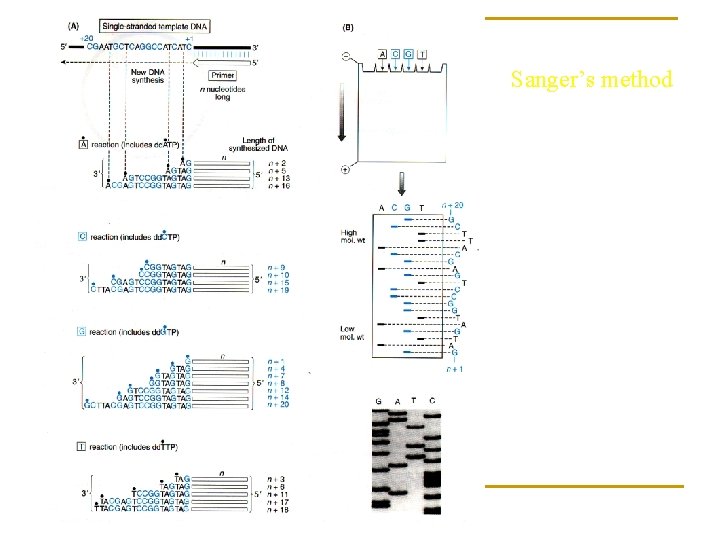 Sanger’s method 