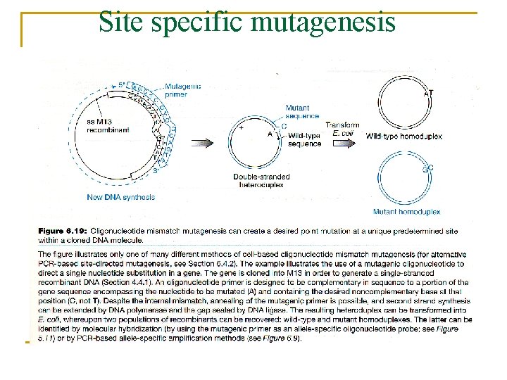 Site specific mutagenesis 