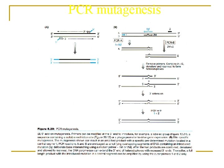 PCR mutagenesis 