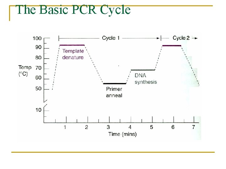 The Basic PCR Cycle 