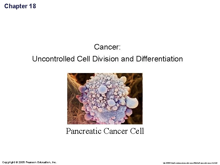 Chapter 18 Cancer: Uncontrolled Cell Division and Differentiation Pancreatic Cancer Cell Copyright © 2009
