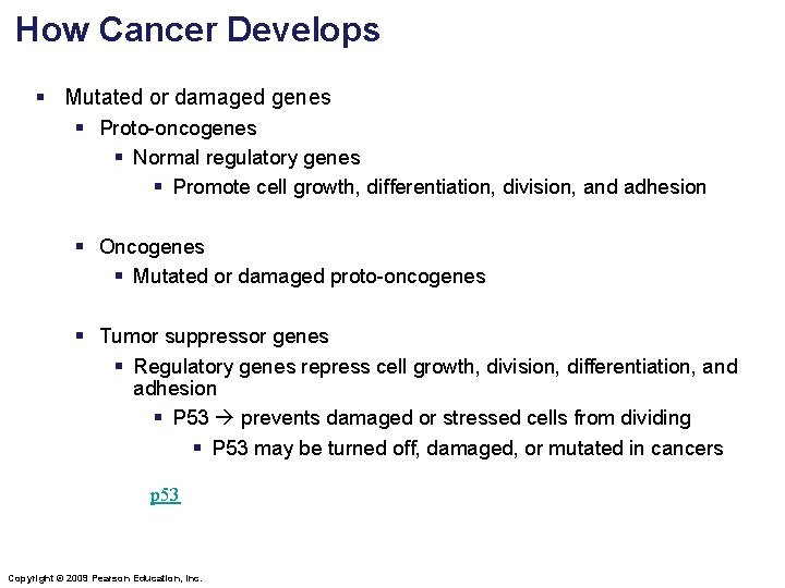 How Cancer Develops § Mutated or damaged genes § Proto-oncogenes § Normal regulatory genes