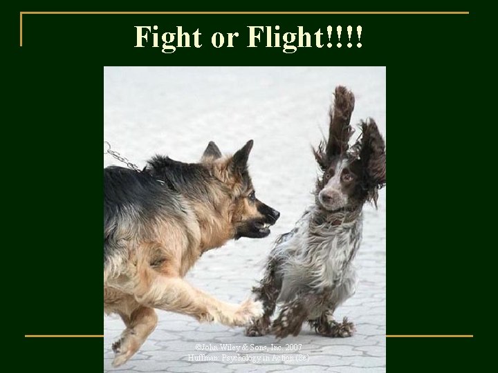 Fight or Flight!!!! ©John Wiley & Sons, Inc. 2007 Huffman: Psychology in Action (8