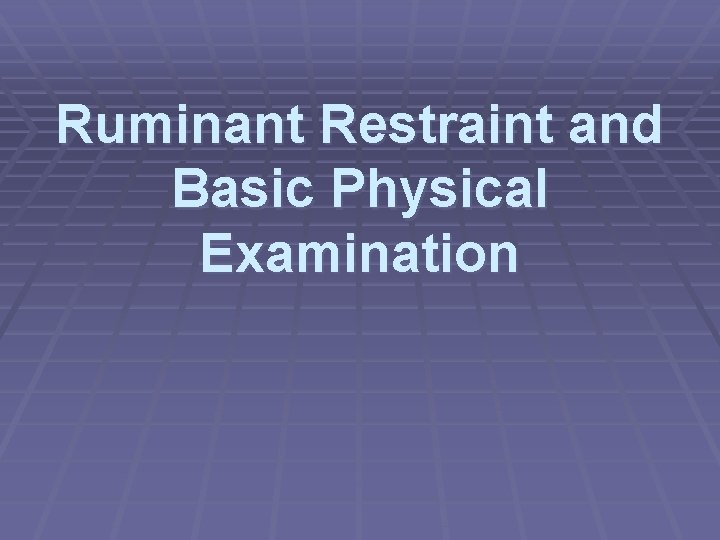 Ruminant Restraint and Basic Physical Examination 