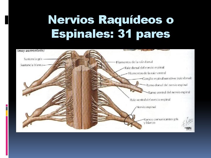 Nervios Raquídeos o Espinales: 31 pares 