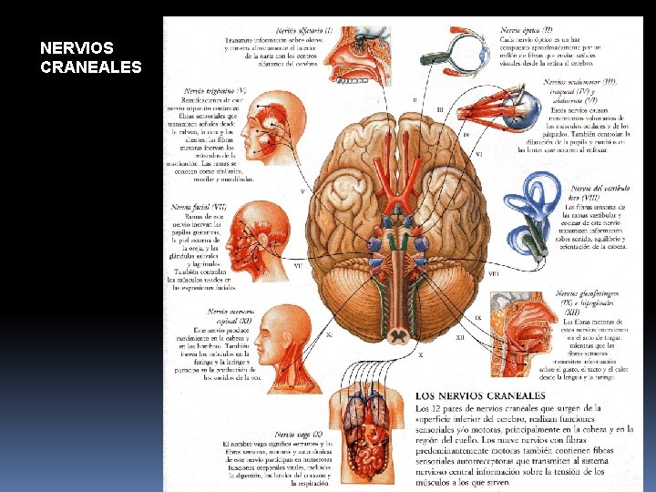 NERVIOS CRANEALES 