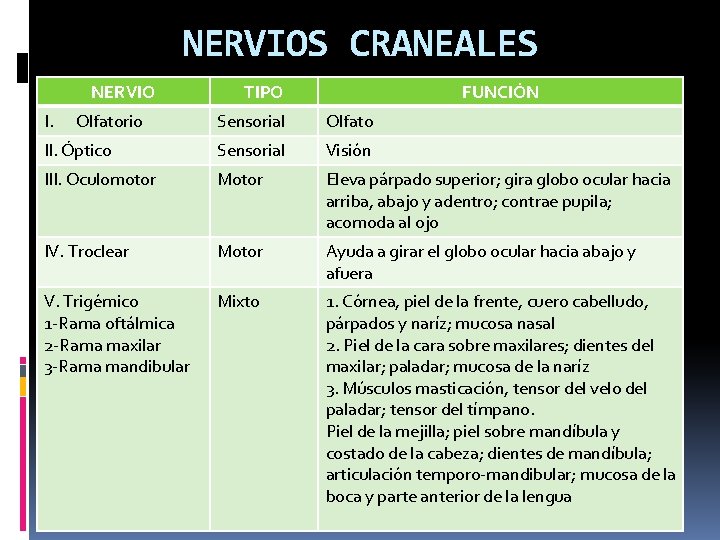 NERVIOS CRANEALES NERVIO I. Olfatorio TIPO FUNCIÓN Sensorial Olfato II. Óptico Sensorial Visión III.