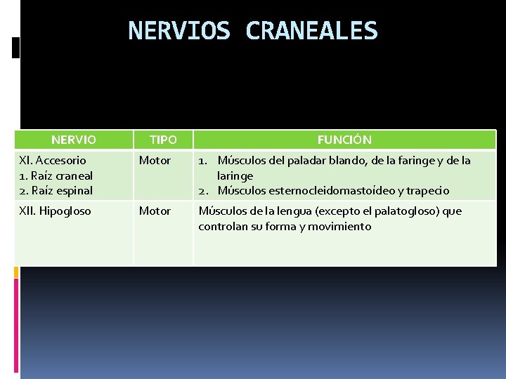 NERVIOS CRANEALES NERVIO TIPO FUNCIÓN XI. Accesorio 1. Raíz craneal 2. Raíz espinal Motor