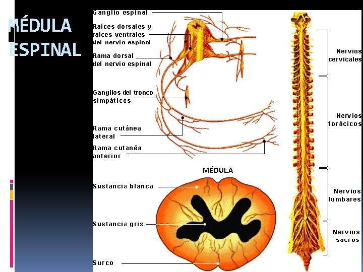 MÉDULA ESPINAL 