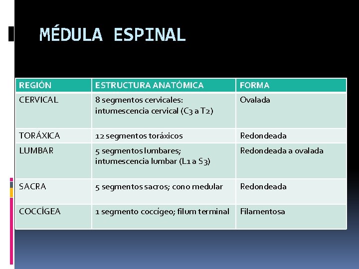 MÉDULA ESPINAL REGIÓN ESTRUCTURA ANATÓMICA FORMA CERVICAL 8 segmentos cervicales: intumescencia cervical (C 3