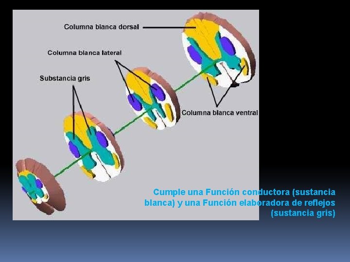 Cumple una Función conductora (sustancia blanca) y una Función elaboradora de reflejos (sustancia gris)