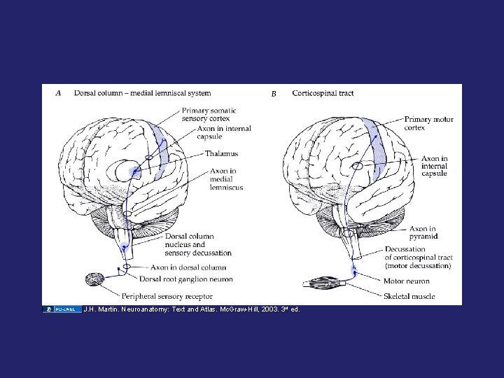 J. H. Martin. Neuroanatomy: Text and Atlas. Mc. Graw-Hill, 2003. 3 rd ed. 